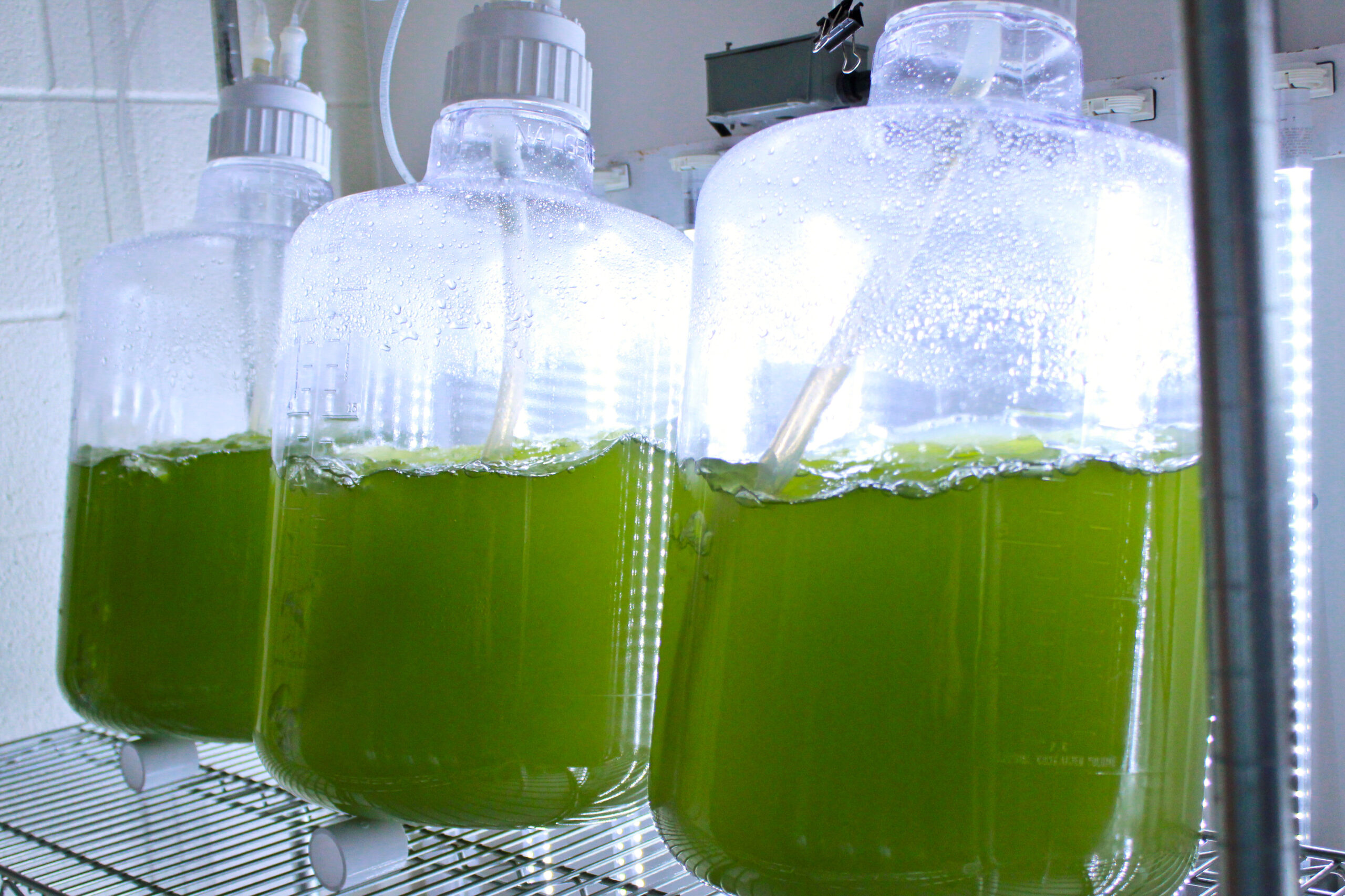 Large clear containers filled with green liquid